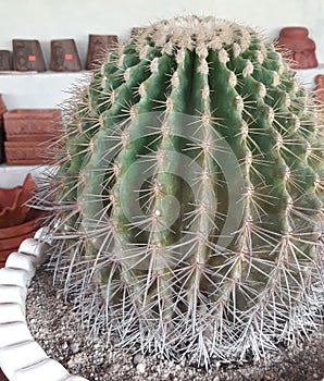 A cactus is a member of the plant family Cactaceae, a family 